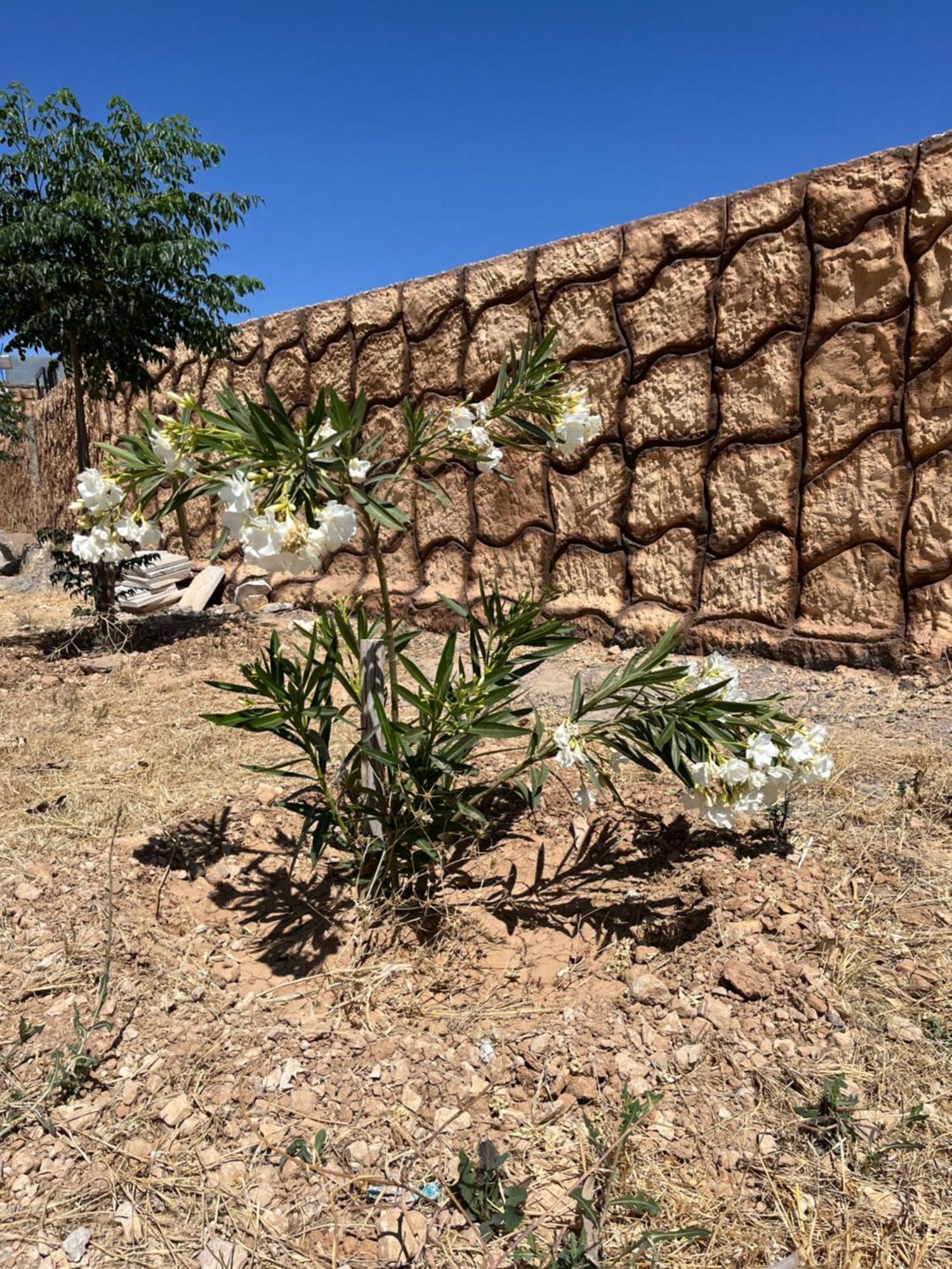 Al-Nawatef Eco Camp- Dana Nature Reserve Exterior foto